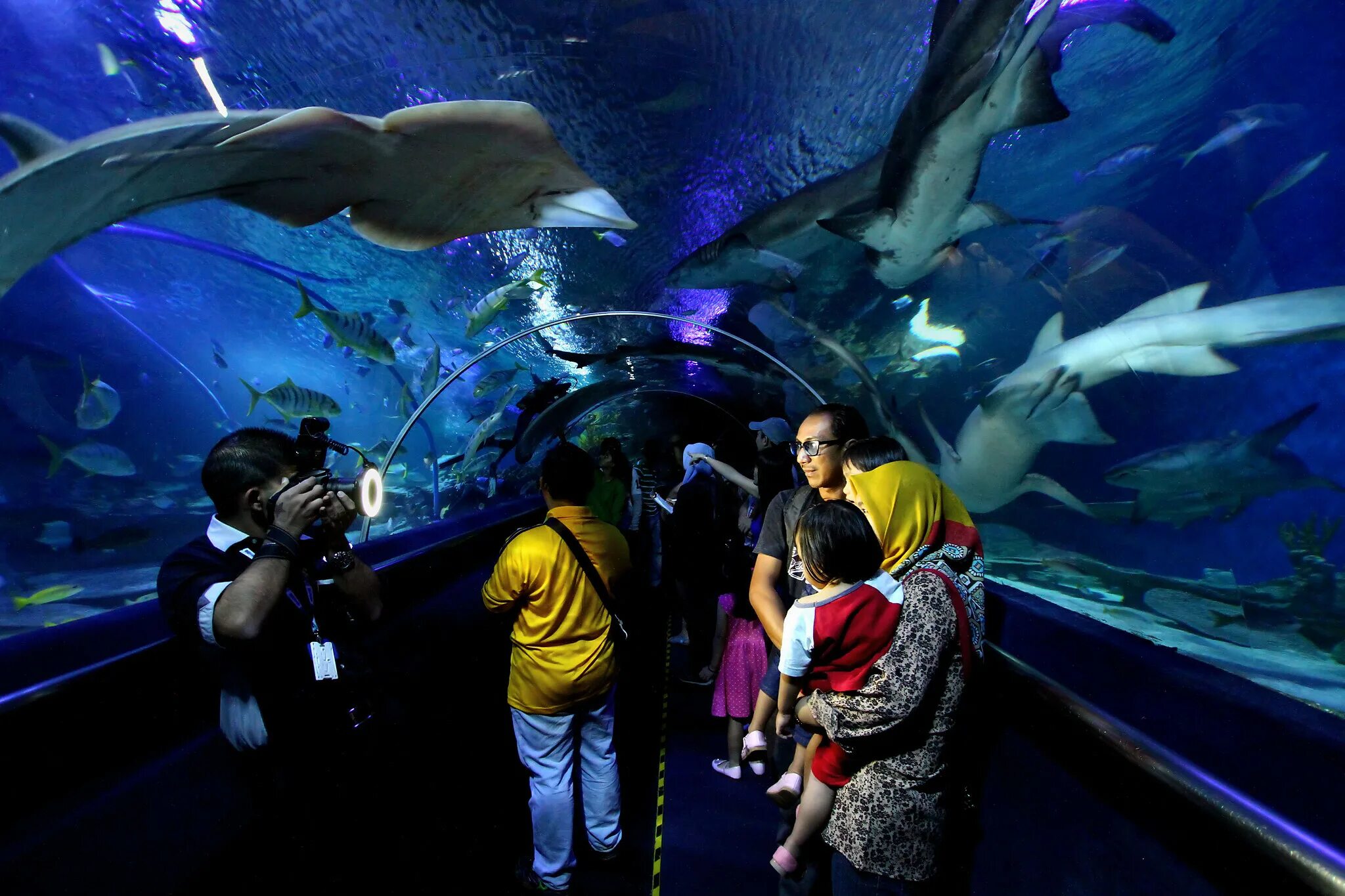 Океанариум новости. Океанариум Ocean Park Краснодар. Океанариум Краснодар Краснодар. Океанариум Куала Лумпур.