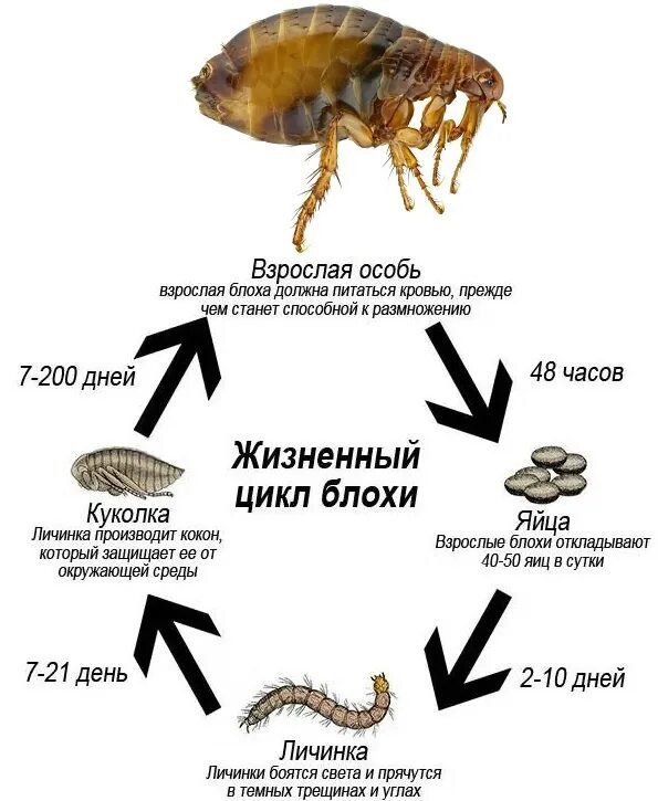 Как избавиться от блох домашним способом. Цикл развития блохи схема. жизненный цикл блохи земляной.