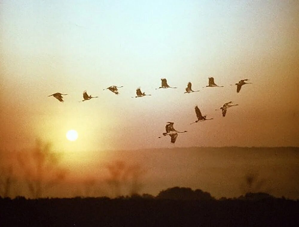 Улетают птицы в дальние. Осень журавлиный Клин. Птицы улетают. Птицы в небе. Журавлиный Клин в небе.