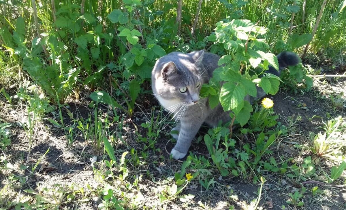 Кот на участке. Кошка Огородная. Дачный участок котики. Кошка на грядке.