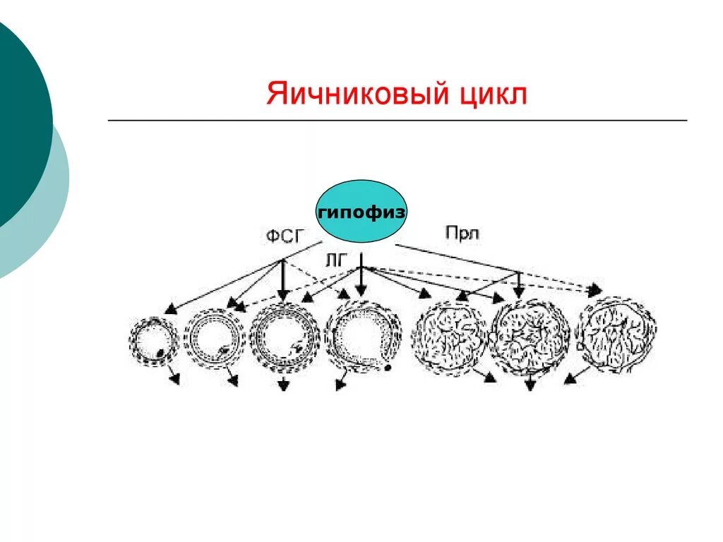 Большие циклы состоят из. Фазы яичникового цикла схема. Яичниковый цикл 3 фазы. Фазы яичникового цикла кратко. Яичник овариальный цикл.