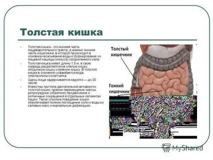 Пищеварение кишечника всасывание питательных веществ 8 класс