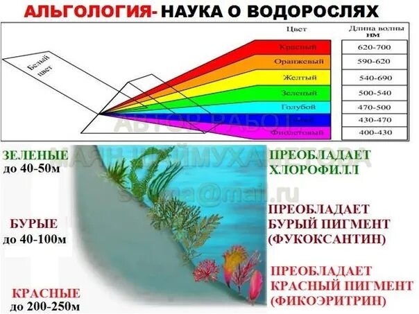 Пигменты водорослей таблица. Пигменты красных водорослей. пигменты бурых и красных водорослей. пигменты бурых водорослей. пигменты зеленых водорослей.