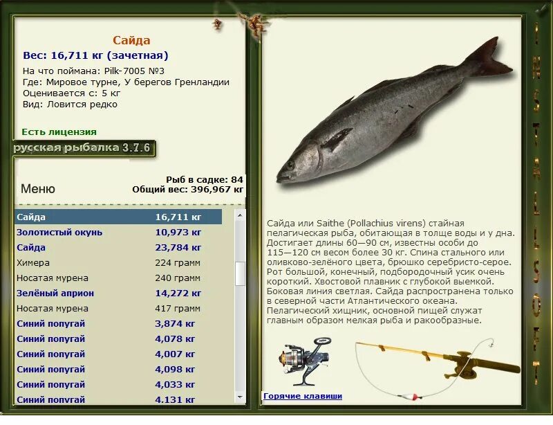 Поймать сома в реальной рыбалке. Амурский сом реальная рыбалка. My fishing world плотва обыкновенная. Русская рыбалка 4 редкий трофей сом. Верхняя тунгуска колюшка девятииглая русская рыбалка.