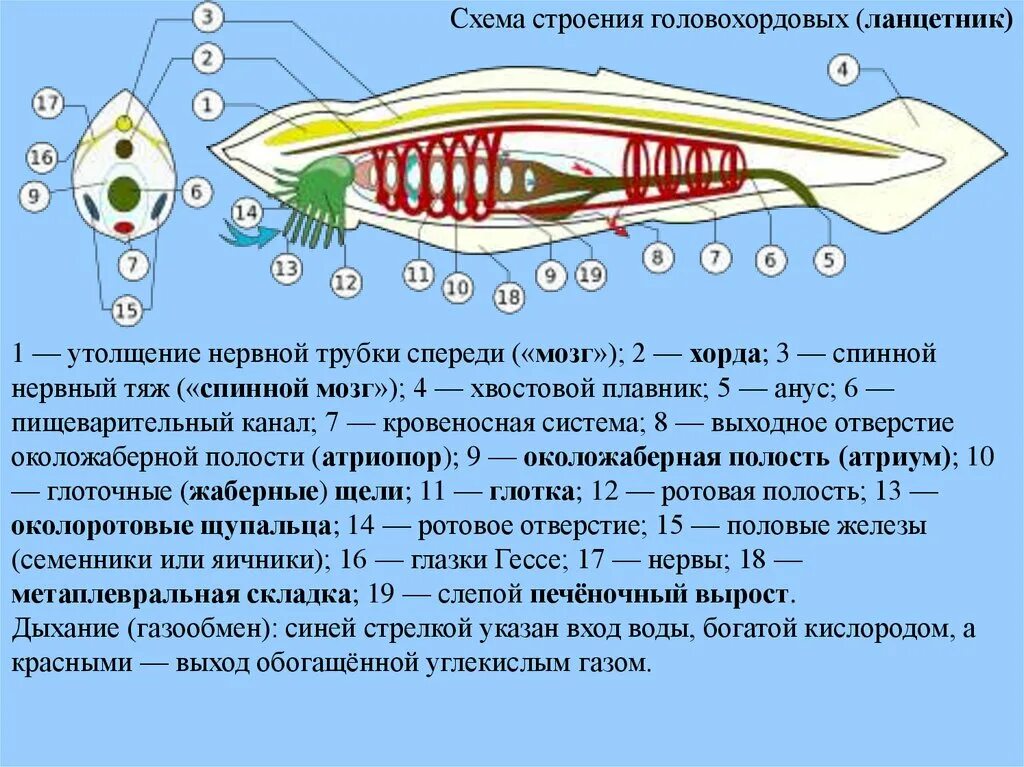 Нервная система ланцетника. Пищеварительная система. Пищеварительная система система ланцетника. План строения пищеварительной системы хордовых. Нервная система ланцетника 7 класс.