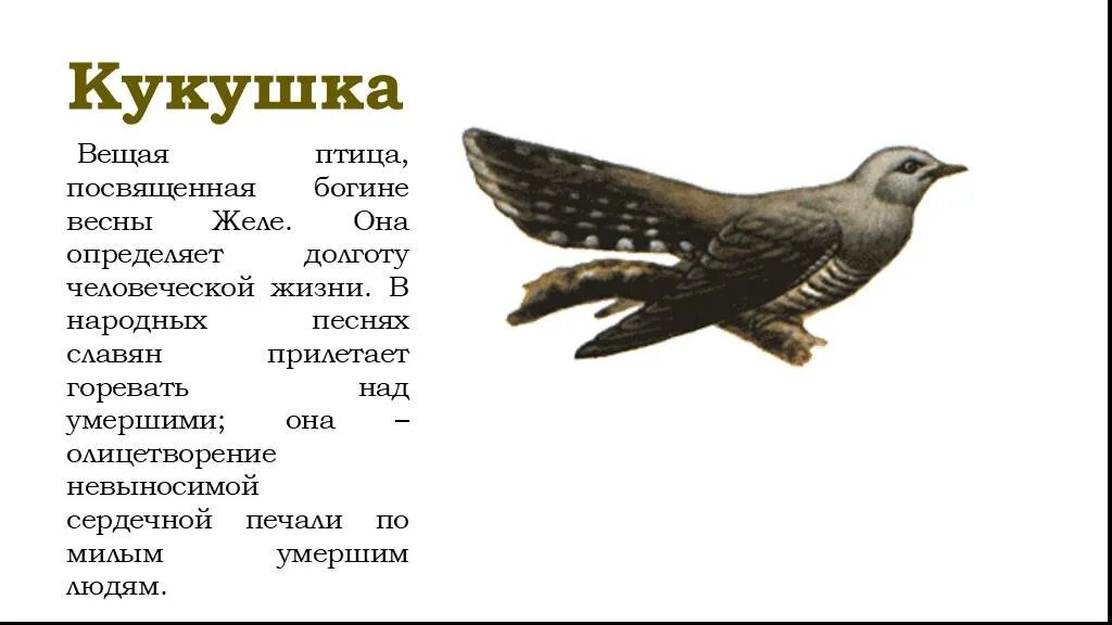 Кукушка в славянской мифологии. Кукушка птица. Образ жизни кукушки.