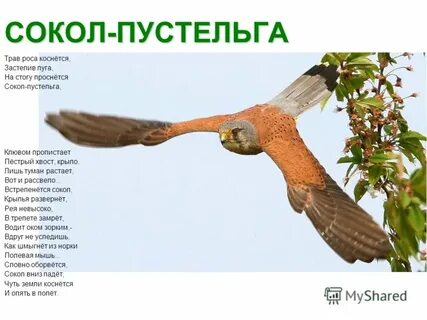 Правило сокол