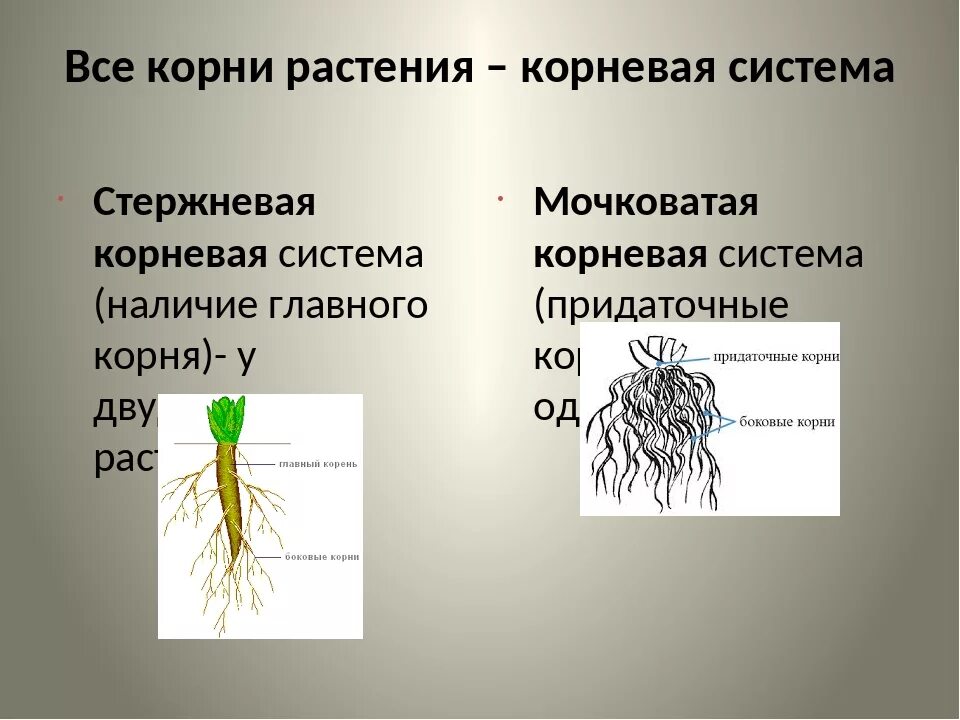 Корни двудольных и однодольных растений. Стержневая корневая система и мочковатая корневая. Растения с мочковатой корневой системой. Корневые и мочковатые корни растений. Растения с стержневыми и мочковатыми корнями.