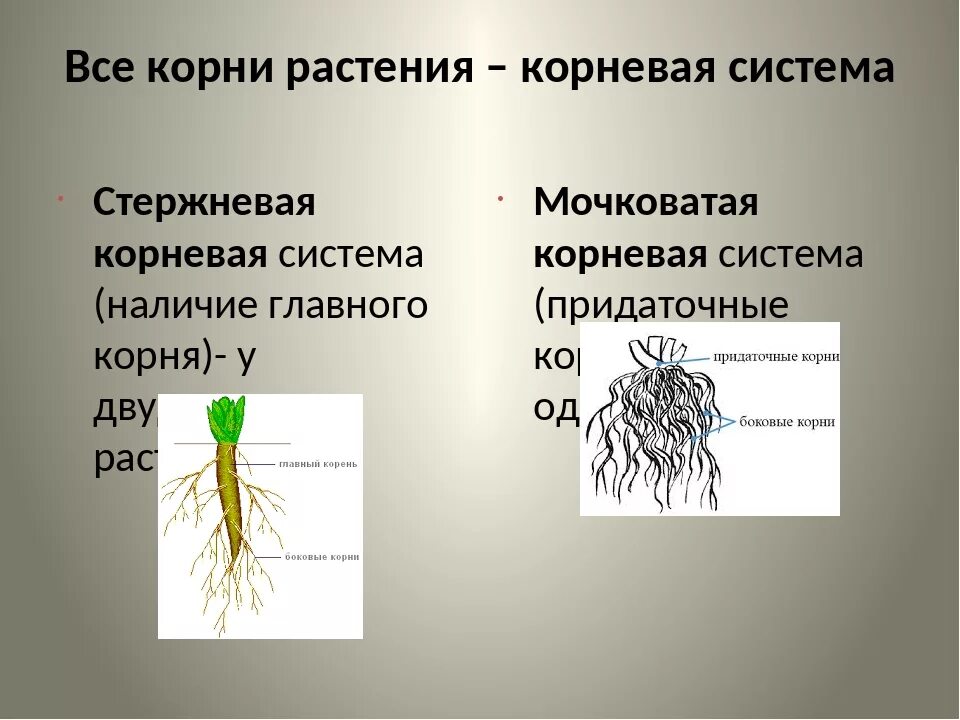 Плауновые хвойные папоротниковые однодольные корневая система