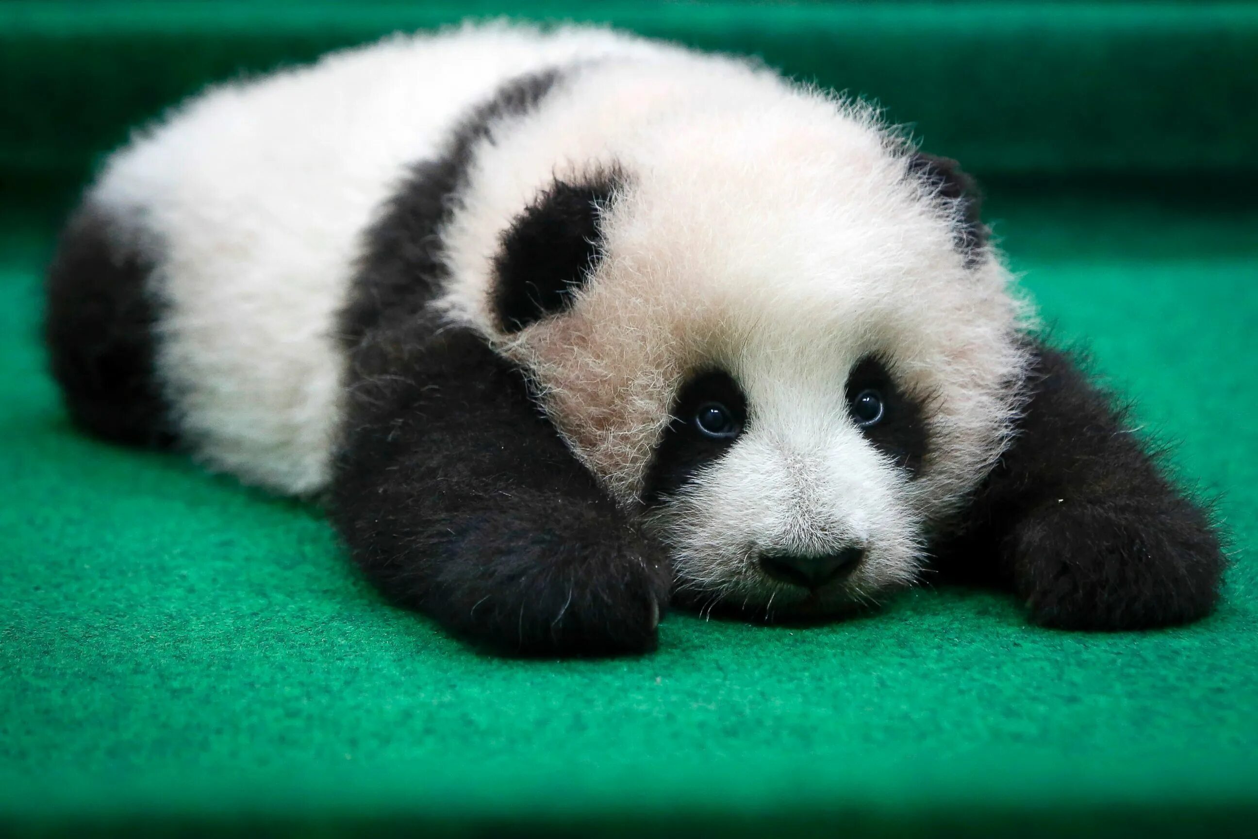 Малазийская Панда. Милая Панда. Маленькая Панда. Картинка милой панды