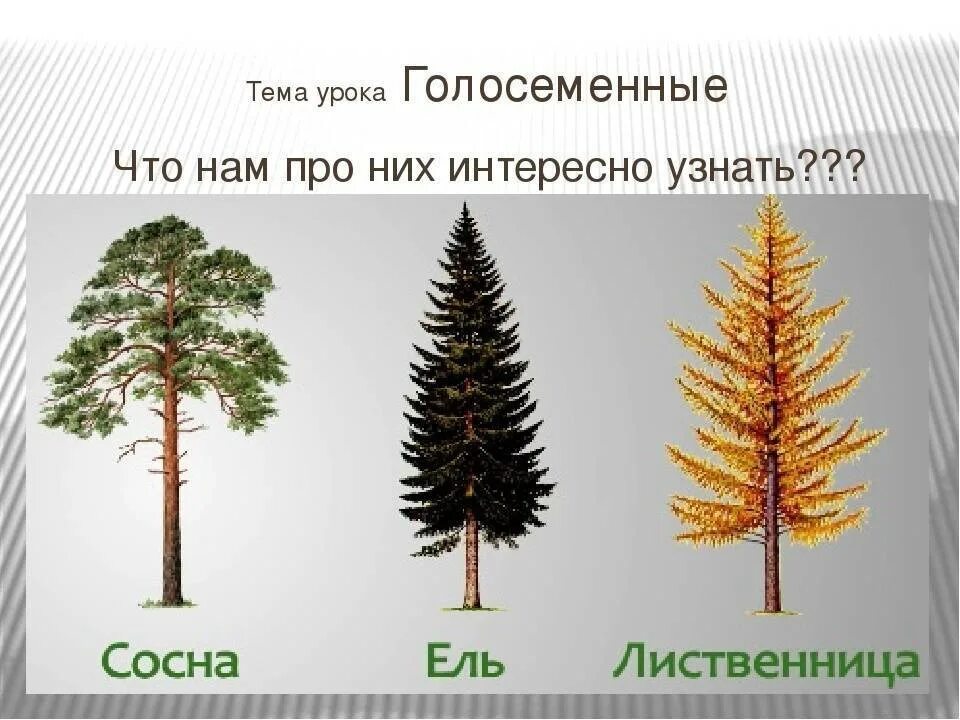 Чем лиственница отличается от хвойных деревьев. Хвойные деревья сосна ель лиственница. разница древесины лиственница сосна кедр ель. голосеменные:ель сосна, лиственница. хвойные растения ель сосна лиственница.