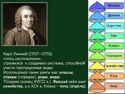 Почему без систематики был бы хаос
