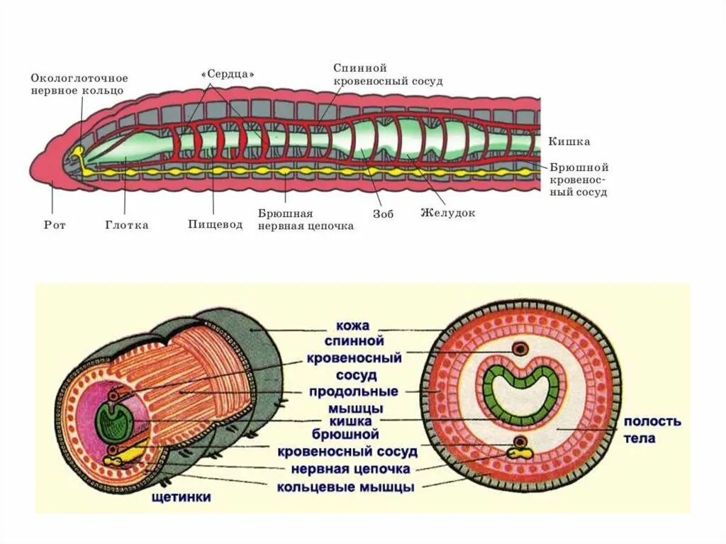 Система органов кольчатых червей 7 класс. Внешнее и внутреннее строение кольчатых червей 7 класс. Строение систем органов кольчатых червей. Строение кольчатых червей ЕГЭ. Полость тела не разделена перегородками
