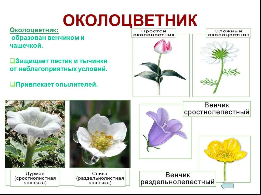 околоцветник венчик и чашечка чашелистики. что образует околоцветник. что образует околоцветник. что образует околоцветник. чашечка и венчик образуют.