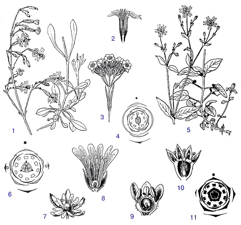 Семейство Гвоздичные формула цветка. Звездчатка злаковая диаграмма цветка. Яснотка белая формула цветка. Яснотка формула цветка. Семейства ботаника