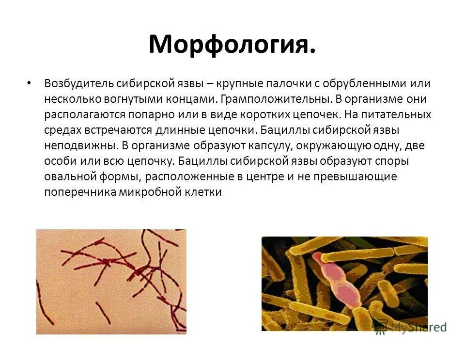 Возбудитель сибирской язвы относится