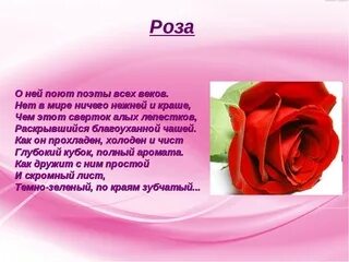 Читатель ждет уж рифмы розы