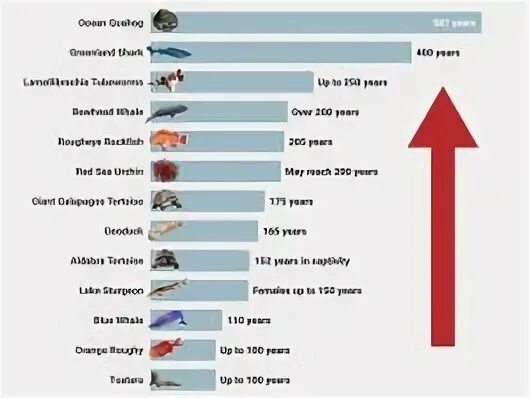 Животные долгожители рейтинг. Статистика пород собак. Самые умные животные рейтинг. Интеллект рейтинг. Таблица айкью.