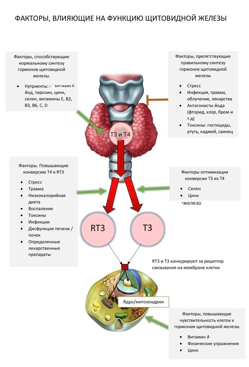 Железо т4. Факторы влияющие на конверсию т4 в т3. Конверсия т4 в т3 механизм. Т3 и т4 гормоны. Конверсия т4 в т3 в печени.