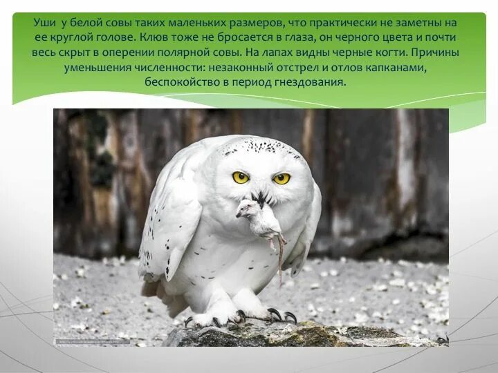 Полярная сова занесена в красную книгу. Полярная сова в тундре. белая сова красная книга. совы полярные.