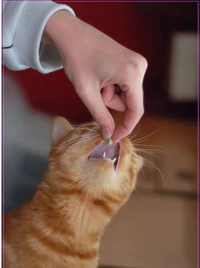 Кот дышит через рот. Кот с таблетками. таблетки для кошек. котик с лекарствами. кошка ест таблетку.