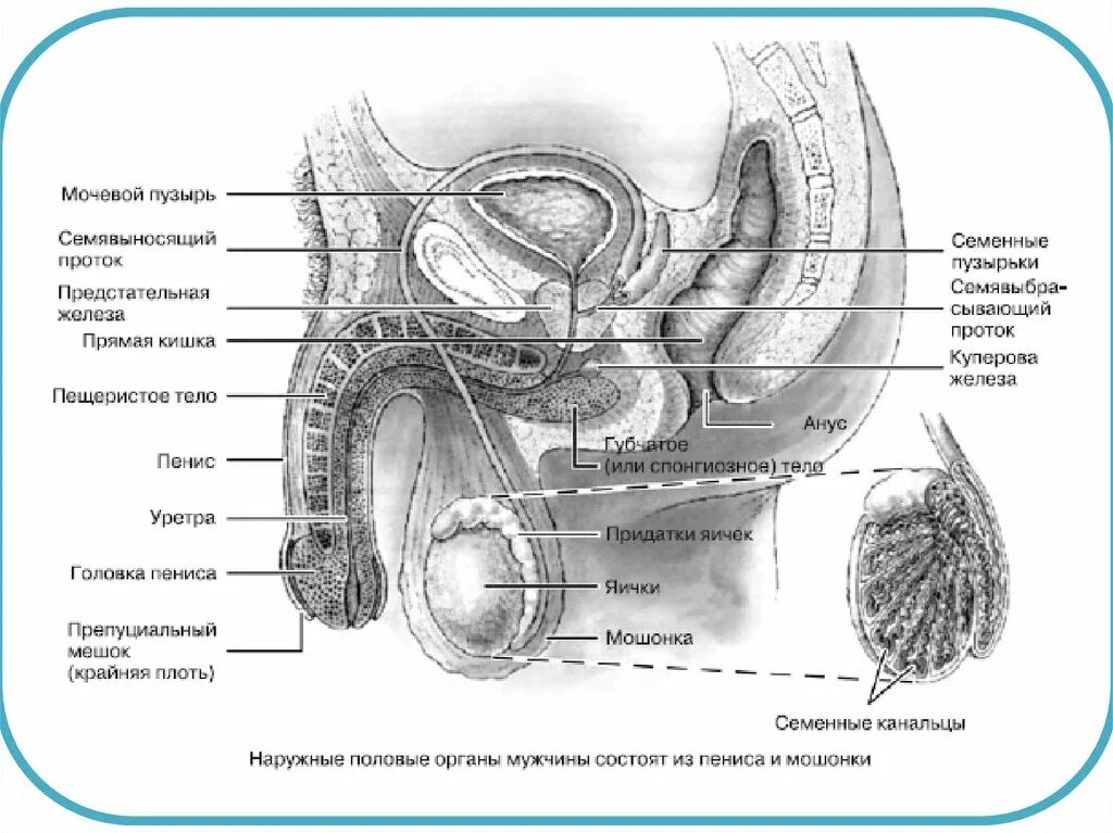 Анатомическое строение мужской репродуктивной системы. Мужская репродуктивная система схема. Репродуктивная система мужчины строение анатомия. Мужская половая система анатомия схема.