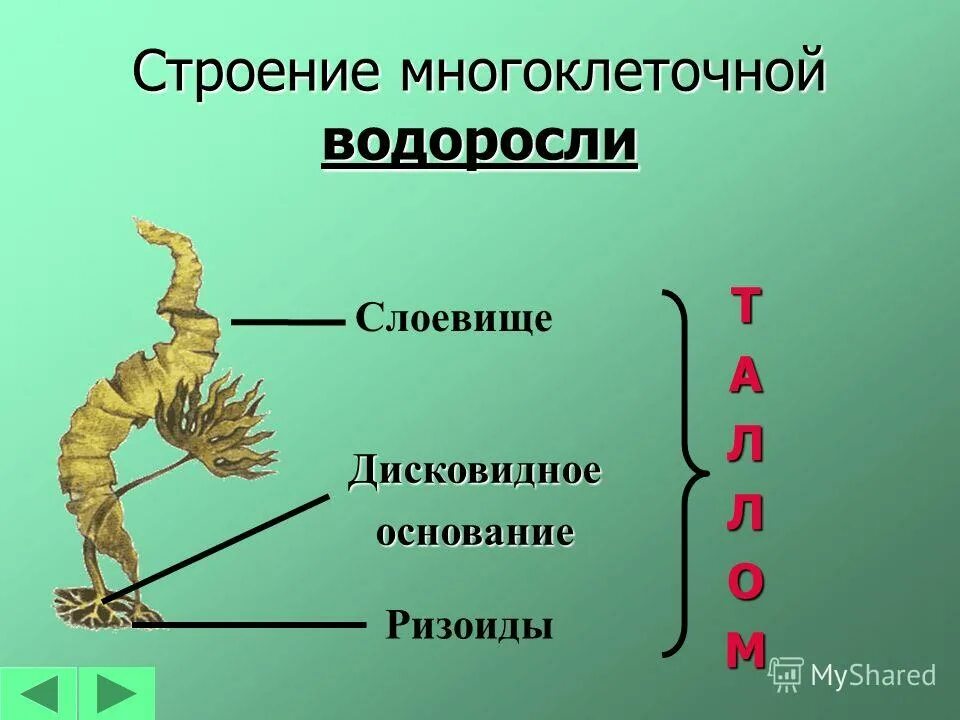 Строение таллома водорослей. Строение многоклеточных зеленых водорослей 5 класс. Строение многоклеточных водорослей. Строение зеленых водорослей 5 класс биология. Где обитают и какое строение имеет.