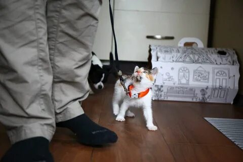 Принеси игрушку