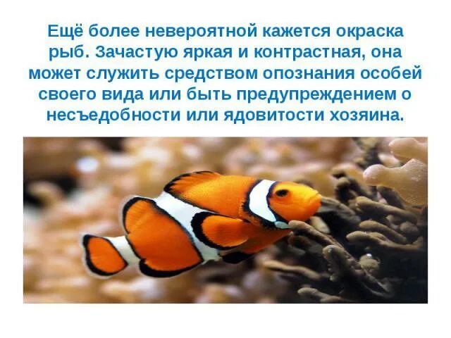 Какое значение имеет окраска рыбы. Предупреждающая окраска рыб. тип окраски рыб. окраска рыб в связи с их образом жизни. от чего зависит окрас рыбы.