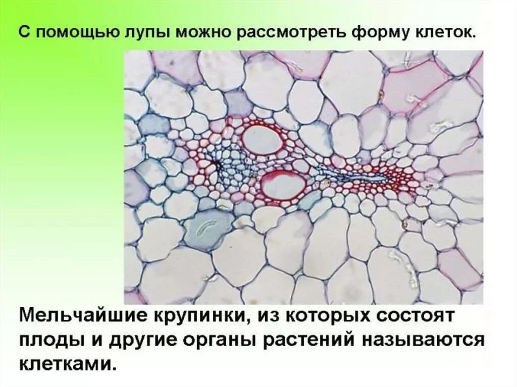 С помощью лупы можно рассмотреть