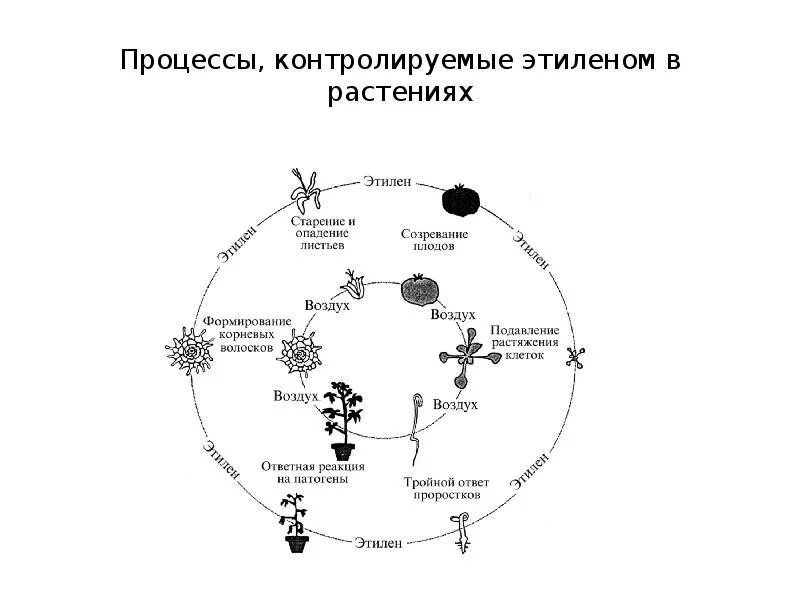 Этилен гормон растений. Влияние этилена на растения. Этилен в растениях. Физиологические эффекты этилена. Этилен созревание