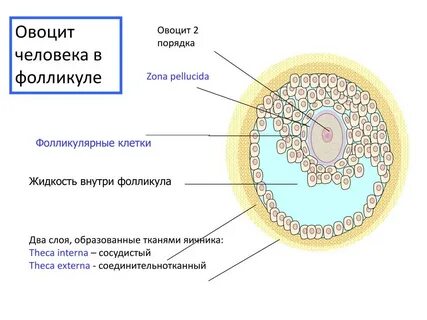 Светлые фолликулы