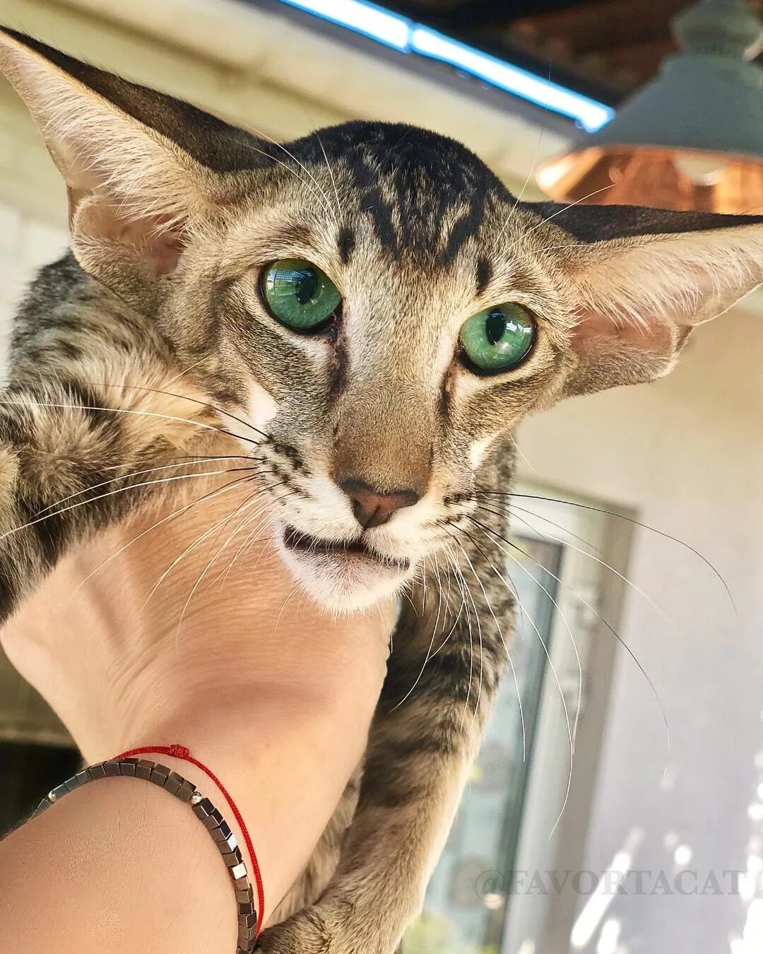 Pin on Cat Comfort
