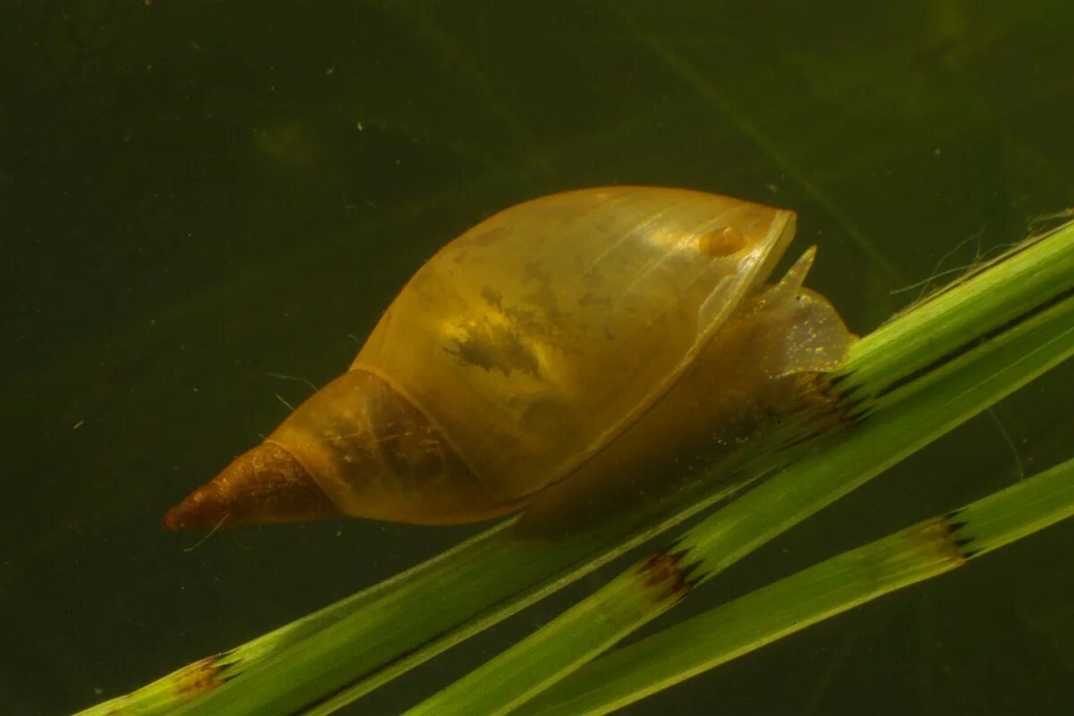 улитка прудовик. малый прудовик 4. прудовик моллюск. малый прудовик. большой и малый прудовик.