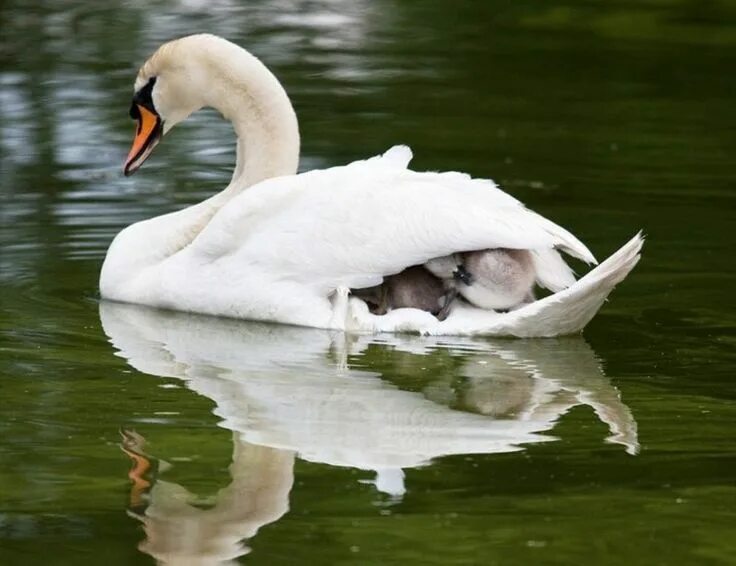 Маленькие лебедята. Белый лебедь. Mother swan. Детеныш лебедя. Лебедь с птенцами на спине.