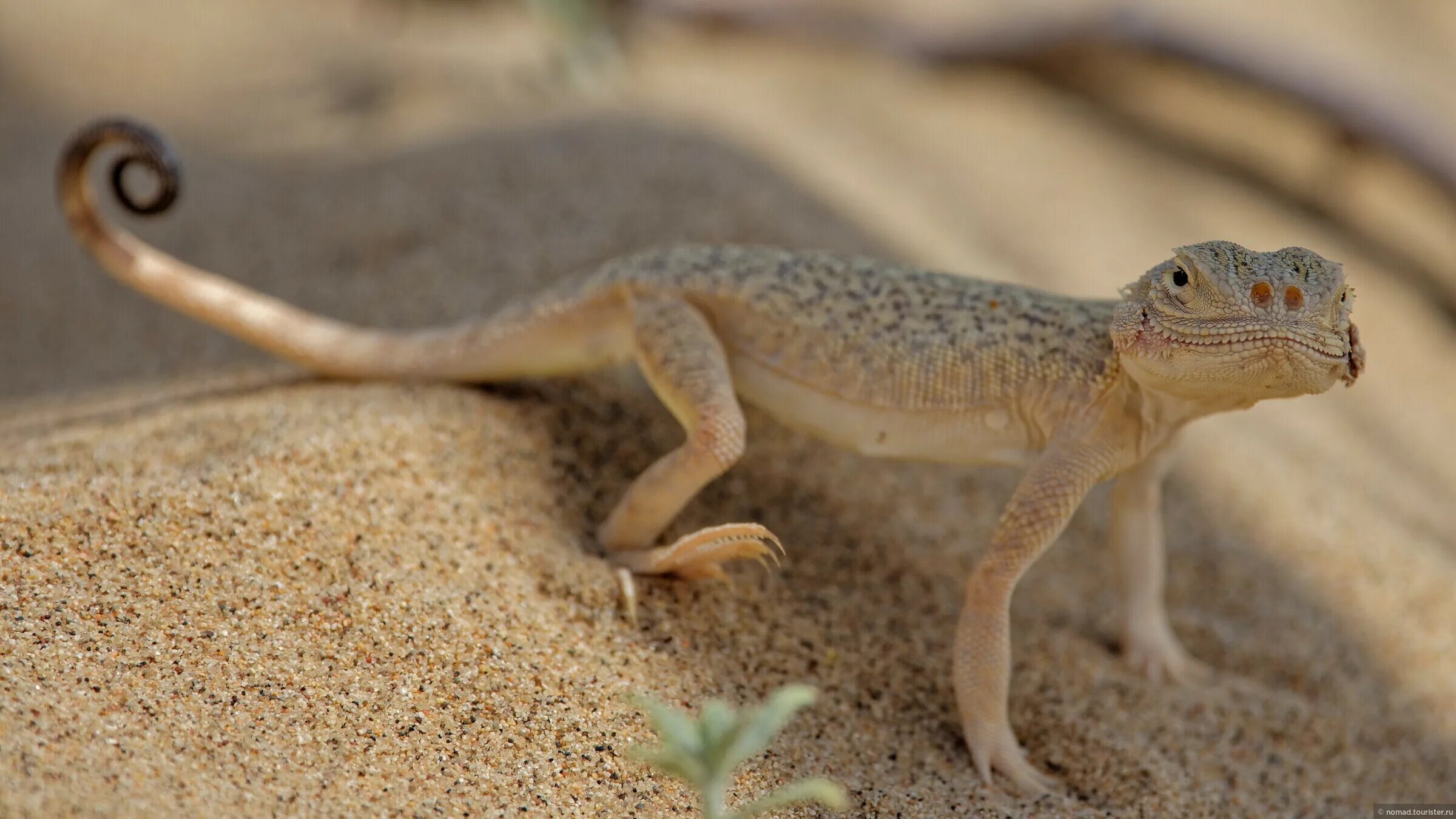 зеброхвостая ящерица. аравийский геккон. песчаная игуана. ящерицы в полупустынях россии. австралия агама пустыня.
