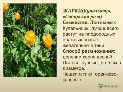 Книга жарки