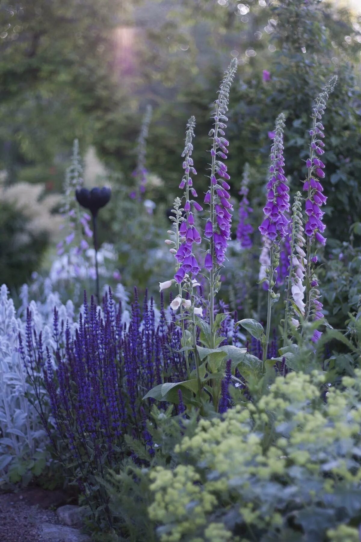 Шалфей и котовник. Котовник и манжетка. Шалфей сочетание. Шалфей дубравный в цветнике. Лаванда котовник шалфей.