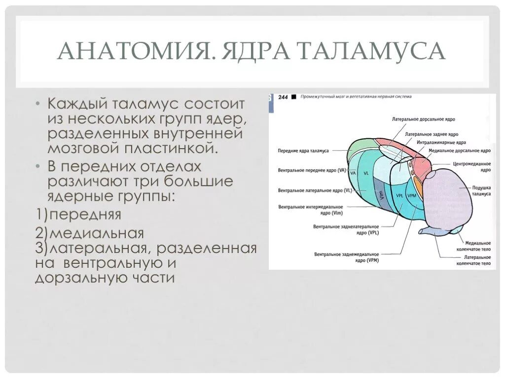 Таламус мозга функции. Ядра таламуса схема анатомия. заднее вентральное ядро таламуса. задние ядра таламуса функции. зрительный бугор строение.