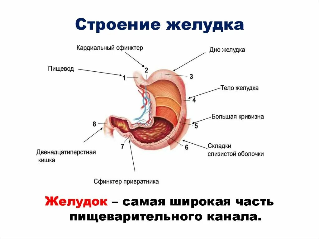 В желудке имеются