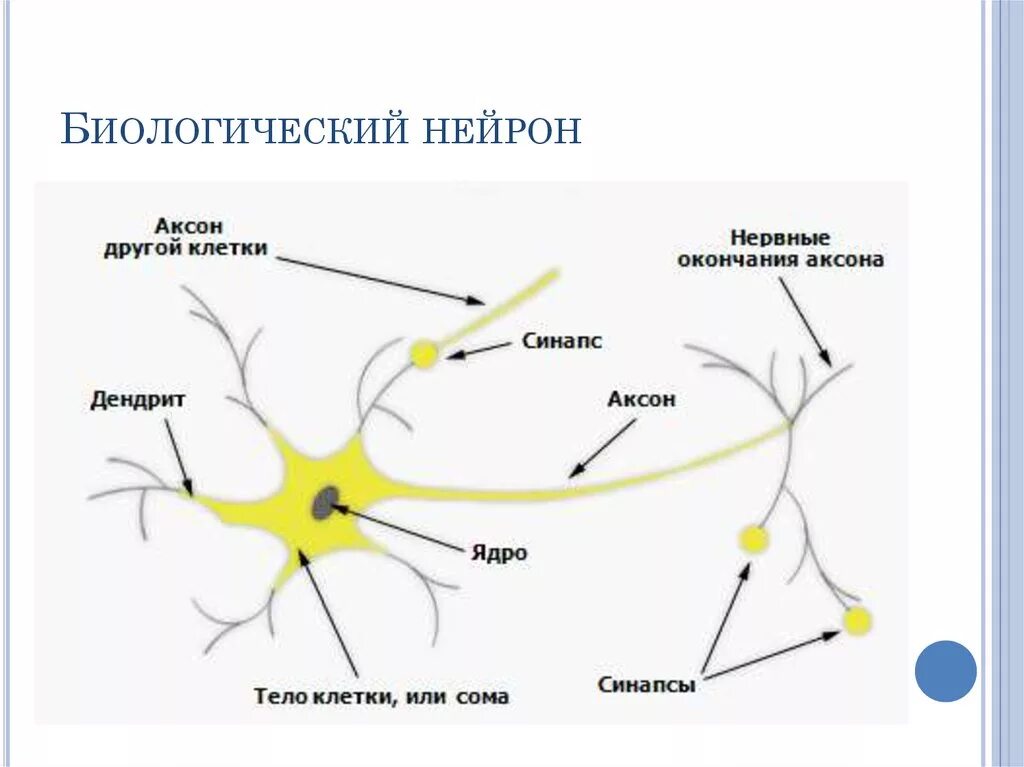 Строение нейрона и синапса. Схема биологического нейрона. Принцип работы нейрона. Схема нейронов аксонов синапсов.