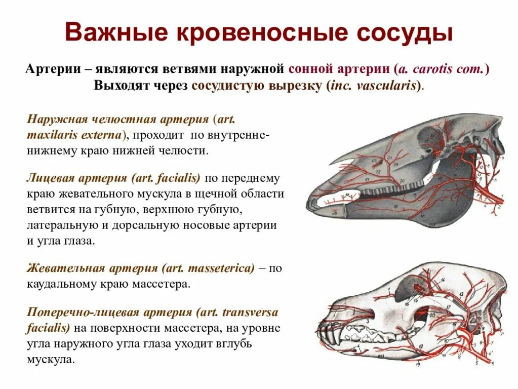 Сонная артерия у свиней где находится. Наружная челюстная артерия КРС. Сосуды головы животных. Основные сосуды головы животных. Головные артерии животных.