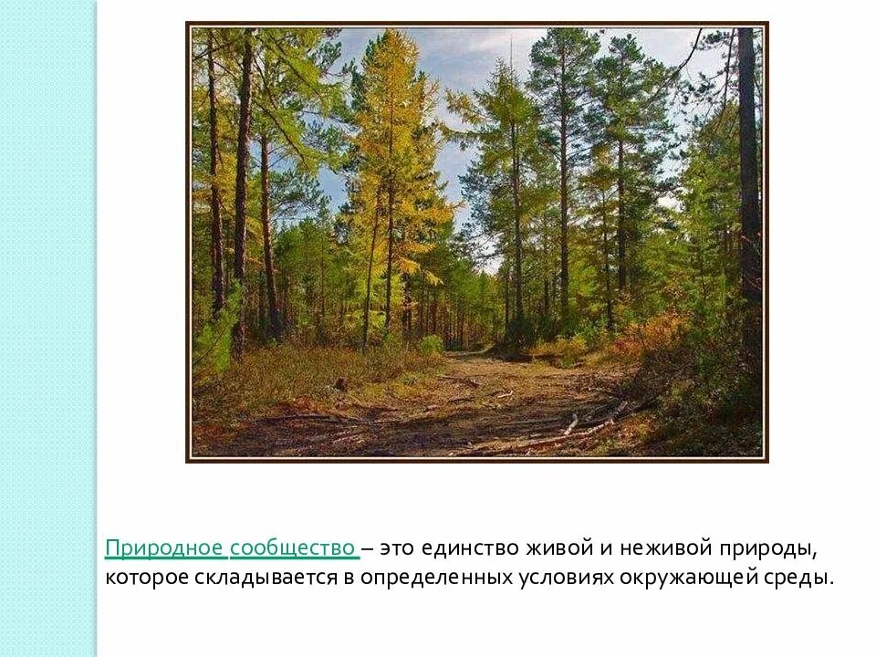 Сообщение о сообществе леса 5 класс. Природное сообщество лес. природное сообщество смешанного леса. сообщение о сообществе лес. презентация о сообществе лес.