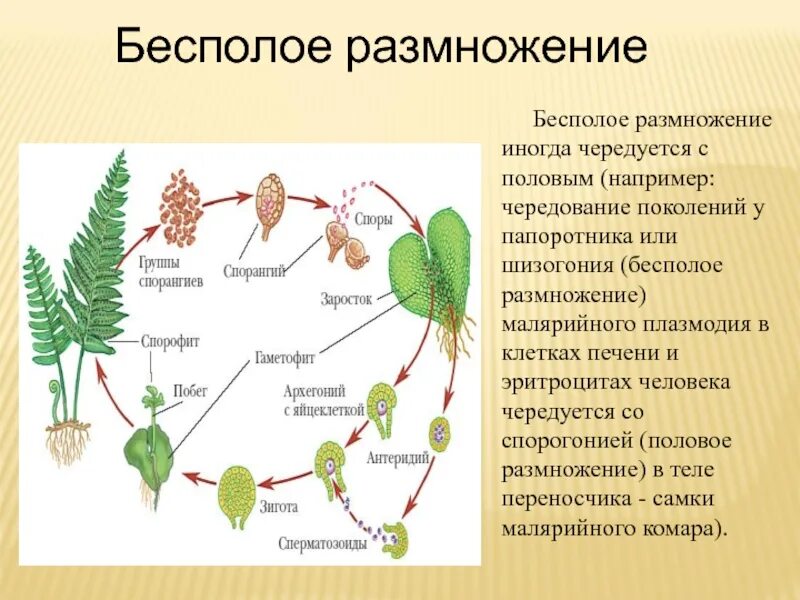 Размножение папоротников 6 класс биология. Размножение папоротников схема. Жизненный цикл папоротника бесполое поколение. Бесполлеразмножение папоротников.