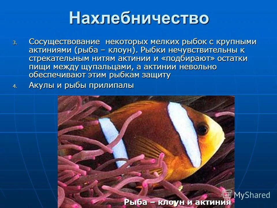 Отношения рыбы клоуна и актинии. Рыба-клоун и актиния Тип взаимоотношений. Рыба клоун и актиния симбиоз. Рыба-клоун и морской анемон Тип взаимоотношений. Взаимоотношения рыбы клоуна и актинии.