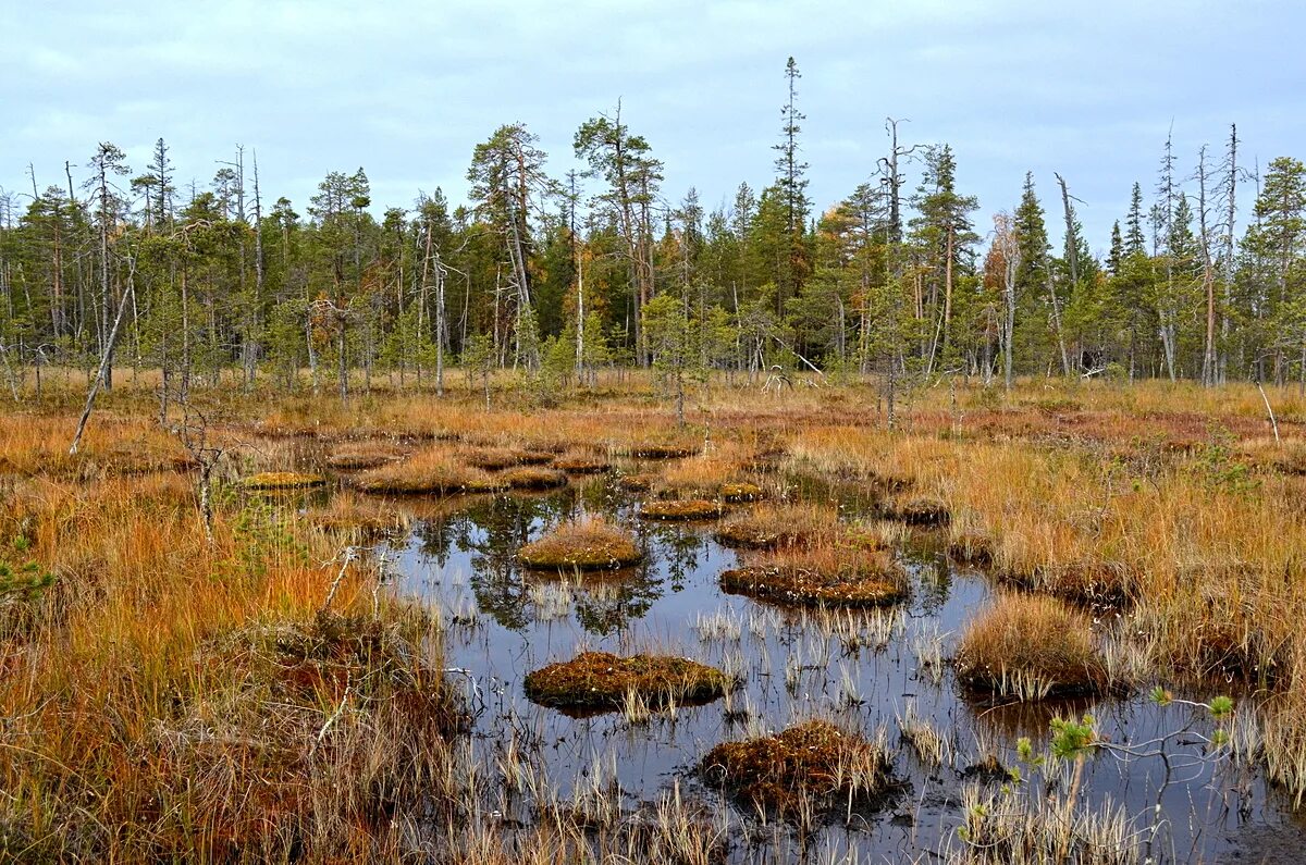болотный ил лесистая гора. болотистые леса румыния. болотный ил лесистая гора. березово-сосновый заболоченный лес. осень на болоте.