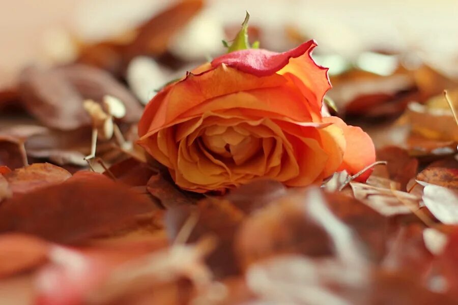 Осенние розы. Розы осенью. Оранжевые розы в саду. Листья розы.
