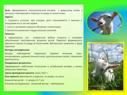 Наблюдение за питомцем