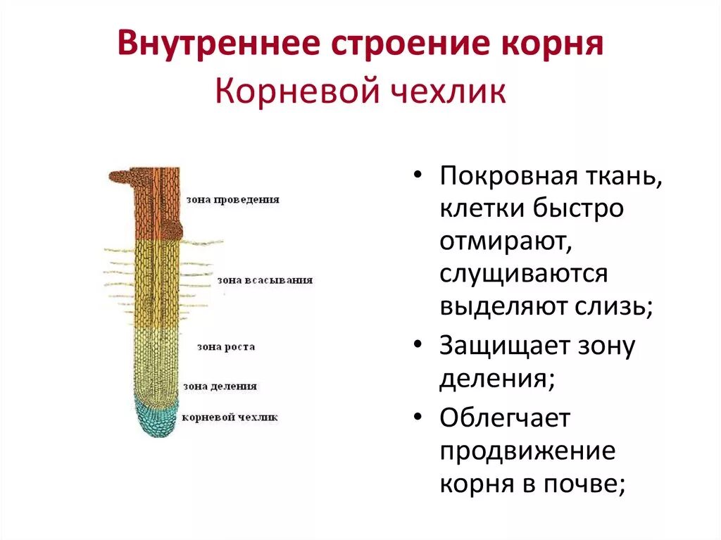 Строение корня ответ. Строение корня чехлик. Корневой чехлик строение. Внутреннее строение корня строение и функции. Корневой чехлик строение и функции.