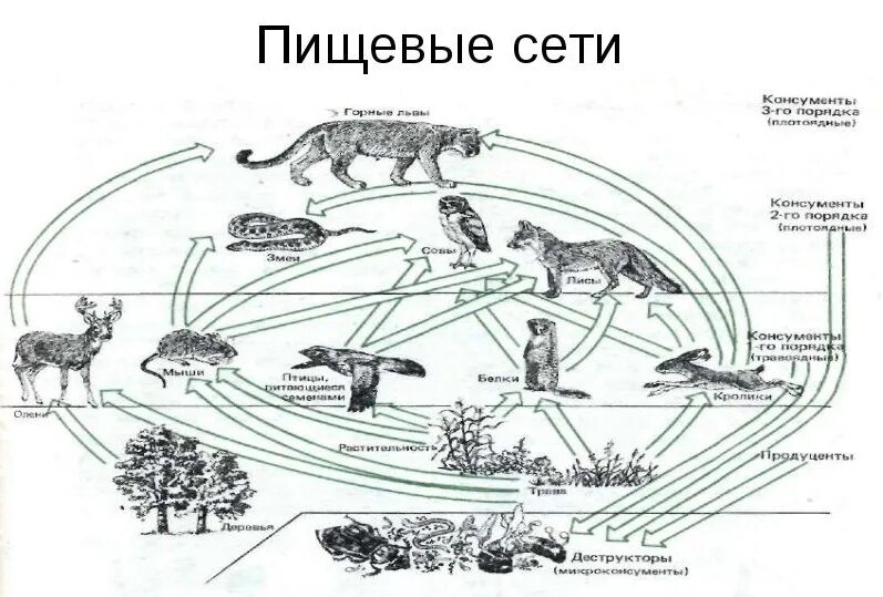 Составить цепь питания в экосистеме. Пищевая сеть это в биологии 9 класс. Пищевая сеть 5 класс биология. Схема трофической сети. Пищевая сеть Лесной экосистемы.